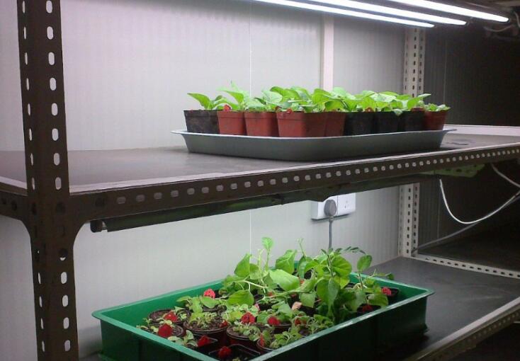 蔬菜保鮮冷庫案例